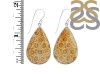 Fossilized Coral Earring-E FSC-3-19