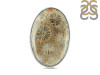 Fossilized Coral Adjustable Ring-ADJ-R FSC-2-47