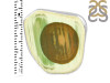 Imperial Jasper Adjustable Ring-ADJ-R IPJ-2-85