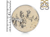 Psilomelane Dendrite Adjustable Ring-ADJ-R PSD-2-82