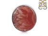 Rhodochrosite Adjustable Ring-ADJ-R RDC-2-161