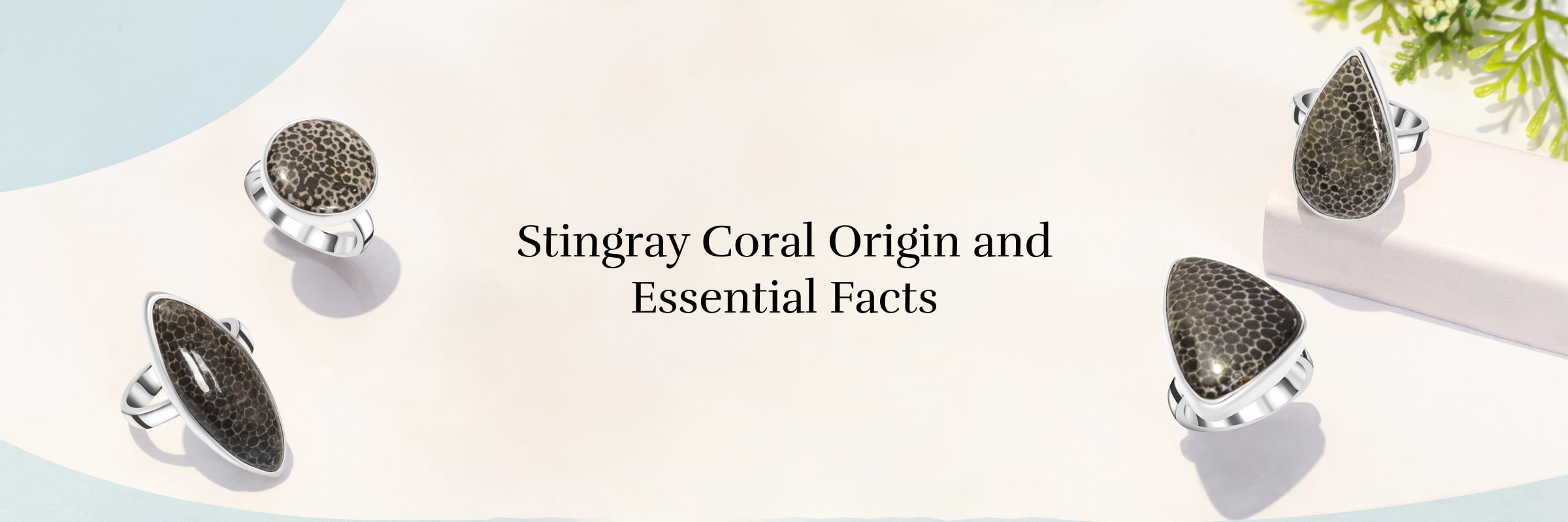Formation, Origin, And Facts About Stingray Coral