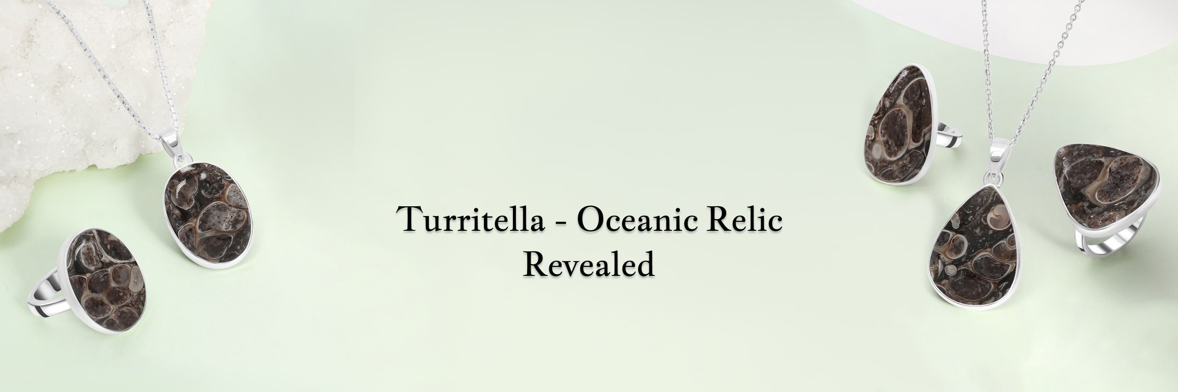 What Is Turritella