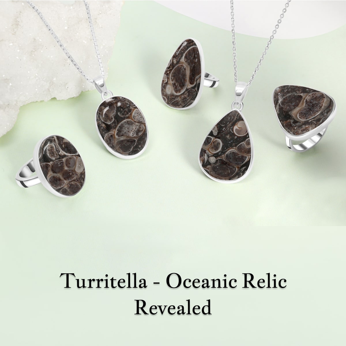 What Is Turritella