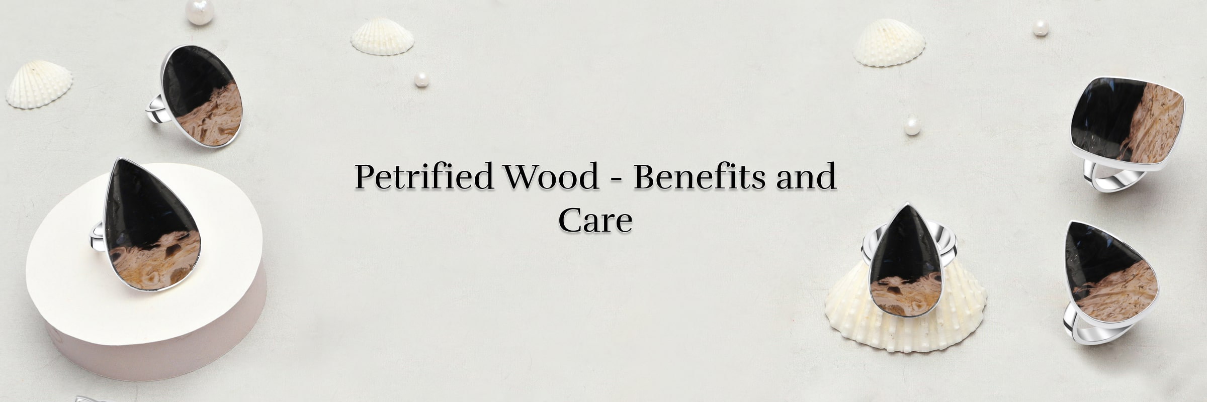 What is Petrified Wood What is Petrified Wood