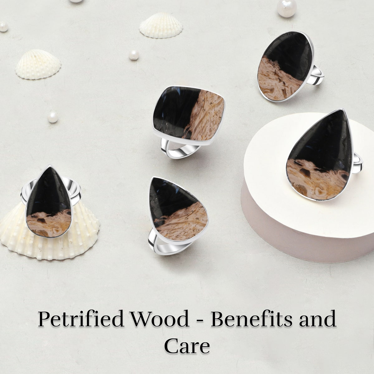 What is Petrified Wood What is Petrified Wood