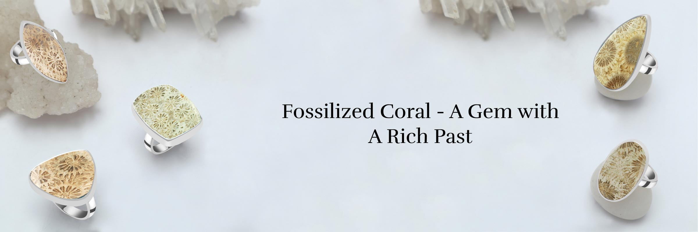 Understanding the Specifics of Fossilized Coral
